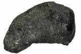 Fossil Whale Ear Bone - Miocene #109265-1